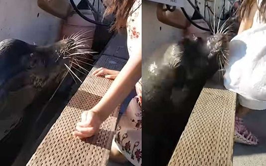 வேடிக்கை பார்த்த சிறுமியை கடலுக்குள் இழுத்துச்சென்ற கடற்சிங்கம்…. பின்பு நடந்தது என்ன?