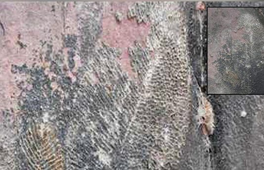 உலகின் மிக பழமையான விலங்கின் எச்சம் கண்டெடுப்பு..! 570 மில்லியன் ஆண்டுகள் பழமை வாய்ந்தது என ஆராய்ச்சியாளர்கள் தகவல்!!