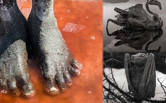 கால் வைத்தால் சிலையாக மாற்றும் மர்ம ஏரி… சிலையான பறவைகளை நீங்களே பாருங்க! எதனால் இப்படியொரு மாற்றம்?