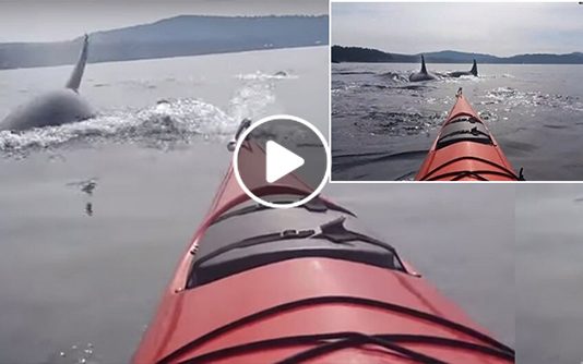 நீல திமிங்கிலத்திடம் ஒற்றை படகில் தனியாக மா ட்டிய நபர்கள்! திக் திக் காணொளி!!