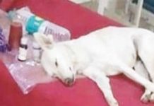 கு ழ ந்தைகள் சி கி ச்சை பிரிவில் படுத்து தூ ங்கிய தெருநாய்: வைரலாகும் அ தி ர்ச்சி வீடியோ!!