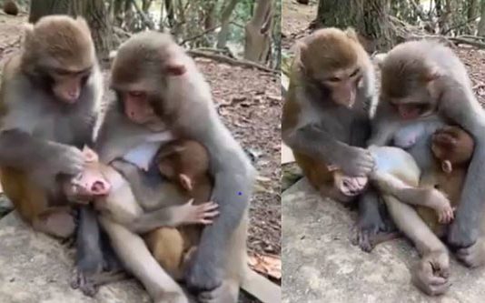 மில்லியன் இதயங்களை நெகிழ செய்த குரங்கின் செயல்! மனிதர்களையும் மிஞ்சிய பாசம்… வைரலாகும் வீடியோ!!