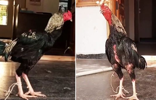 தெலங்கானாவில் உரிமையாளரின் உ யி ரைப் ப றி த்த சேவல் போலீசாரால் சி றை பி டிப்பு!!