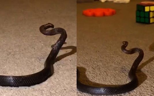 மகளின் அறையை சுத்தம் செய்த தாய்… அ திர் ச்சியடைய வைத்த காட்சி..!!