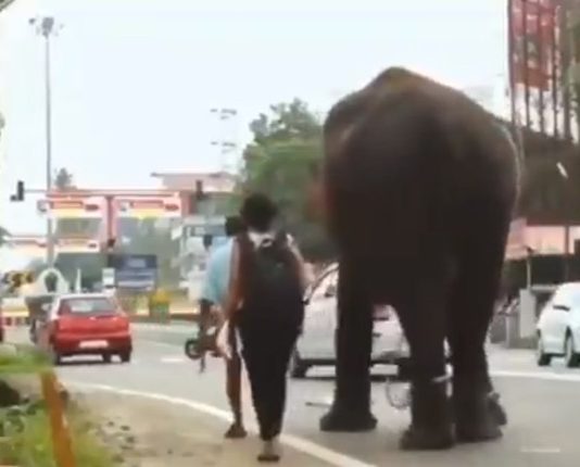 வைரலாகும் யானையின் நாகரீகம்..! நாயை மிதிக்காமல் நகர்ந்து செல்லும் யானை..!