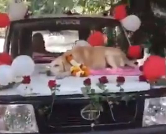 மகாராஷ்டிராவில் 11 வருடம் பணி புரிந்த மோப்ப நாய்க்கு வழியனுப்பு விழா!!