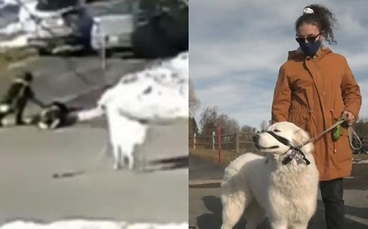 சாலை ஓரத்தில் திடீரென்று சு ருண்டு விழுந்த கனேடிய பெண்: வளர்ப்பு நாயின் நெகிழ்ச்சி செயல்!!