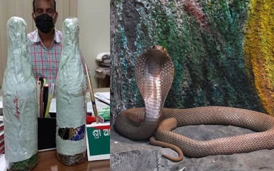 ஒரு கோடி ரூபாய் மதிப்புள்ள ஒரு லிட்டர் நா கப்பாம்பு வி ஷ ம்! பே ரதிர்ச்சியில் வனத்துறையினர்!!