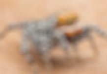 ஆஸ்திரேலியாவில் அழகிய வண்ணம் கொண்ட புதிய வகை சிலந்தி கண்டுபிடிப்பு..!