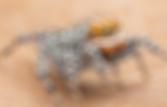 ஆஸ்திரேலியாவில் அழகிய வண்ணம் கொண்ட புதிய வகை சிலந்தி கண்டுபிடிப்பு..!