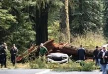 பிறந்தநாள் கொண்டாட சென்ற தம்பதி! காற்றே இல்லை.. மரம் விழுந்து கோ ரசம்பவம்!