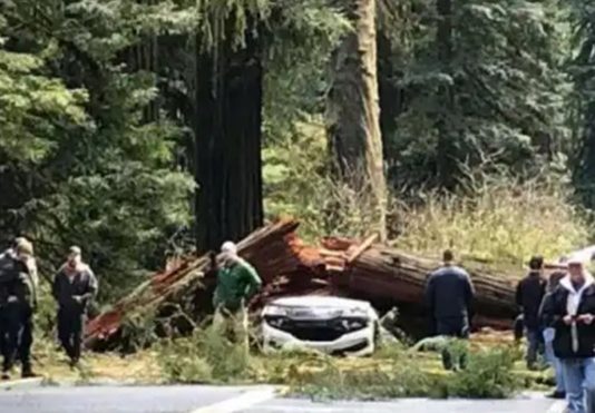 பிறந்தநாள் கொண்டாட சென்ற தம்பதி! காற்றே இல்லை.. மரம் விழுந்து கோ ரசம்பவம்!
