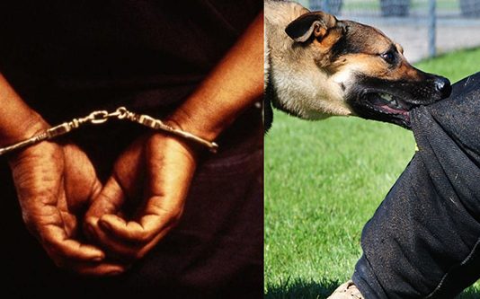 ம.ன.நலம் பா.தி.க்கப்பட்ட பெ.ண்ணை சீ.ர.ழித்த கொ.டூ.ரனை பிடித்துக்கொடுத்த வ.ளர்ப்பு நாய்! வி.சா.ரணையில் வெளிவந்த அ.தி.ர்ச்சி தகவல்!!