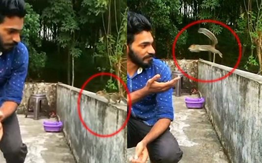 சைகை செய்து கூப்பிட்ட வாலிபர்.. ஓடிவந்து தோளின் மேல் வந்து அமர்ந்த அணில்! வீடியோ காட்சி!!