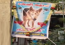 ’விக்கி எங்க மகன் மாதிரி’ – இ.ற.ந்து போன நாய்க்கு போஸ்டர் வைத்து அ.ஞ்.சலி செலுத்திய ஊர்மக்கள்!