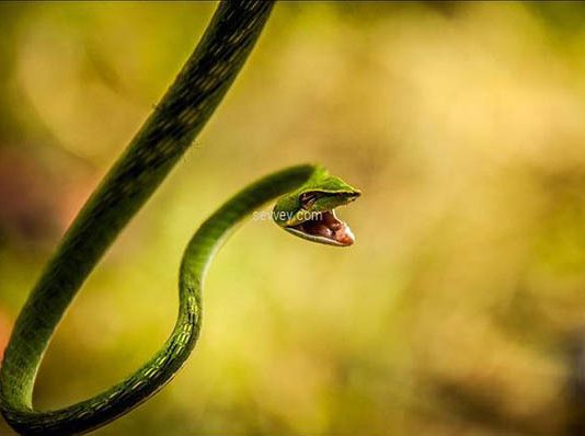 மூ டநம்பிக்கை இல்லை, பி ணத்தை எடுத்துசெல்லும்வரை எட்டி நின்று உளவு பார்க்கும் பாம்பினம்!! அதிர்ச்சி தகவல்!