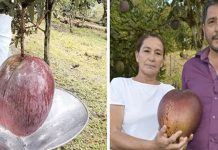 உலகிலேயே அதிக எடைக்கொண்ட மாம்பழத்தை பயிர்செய்து உலக சாதனை !