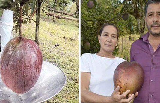 உலகிலேயே அதிக எடைக்கொண்ட மாம்பழத்தை பயிர்செய்து உலக சாதனை !