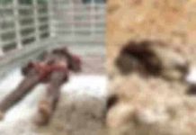 ஜெலட்டின் கு.ச்.சிகள் வெ.டி.த்.து 10 தொழிலாளர்கள் ப.லி : லாரியில் இருந்து இ.ற.க்.கி.ய போது வி.ப.ரீதம்!!
