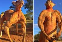 மனிதர்களை மிஞ்சிய கங்காரு… பாடிபில்டராக தெரிக்க விடும் வீடியோ காட்சி!!