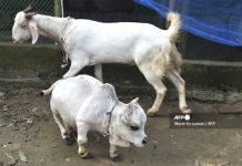 ஆட்டுக்குட்டியை விட குள்ளமான அதிசய பசு : பார்வையிட அலைமோதும் மக்கள் கூட்டம்!!