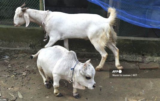 ஆட்டுக்குட்டியை விட குள்ளமான அதிசய பசு : பார்வையிட அலைமோதும் மக்கள் கூட்டம்!!