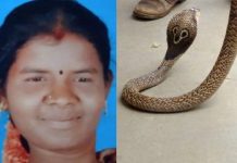 கடித்து கொ.ன்.ற பெண்ணின் வீட்டிற்குள் 8 நாட்களின் பின்பு மீண்டும் வந்து உ.யி.ரை.விட்ட நல்ல பாம்பு!!