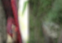 காணாமல் போன வாலிபர்.. தோட்டத்தில் எலும்புக்கூடாக கண்டெடுப்பு!!