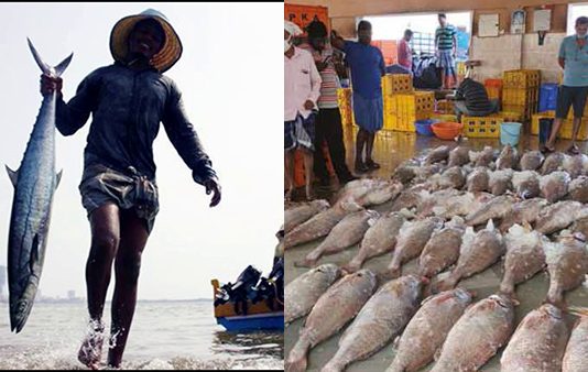 வலையில் சிக்கிய அபூர்வ மீன்… ஒரே நாளில் கோடீஸ்வரர் ஆன மீனவர் : சுவாரஸ்ய செய்தி!!
