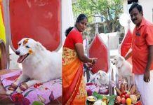 கோலகலமாக நடந்த வளர்ப்பு நாயின் வளைகாப்பு : சுவாரஸ்ய சம்பவம்!!