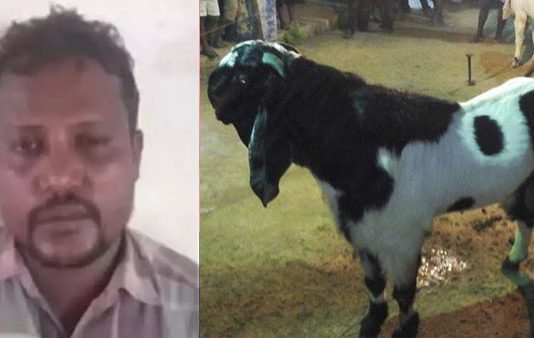 கர்ப்பிணி ஆட்டை வன்கொடுமை செய்து கொன்ற நபர் : அதிர்ச்சியில் ஹோட்டல் ஊழியர்கள்!!