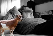 ஆட்டை வெட்டுவதாக நினைத்து தன் பிறப்புறுப்பை வெட்டிக்கொண்ட நபர் : அதிர்ச்சி சம்பவம்!!