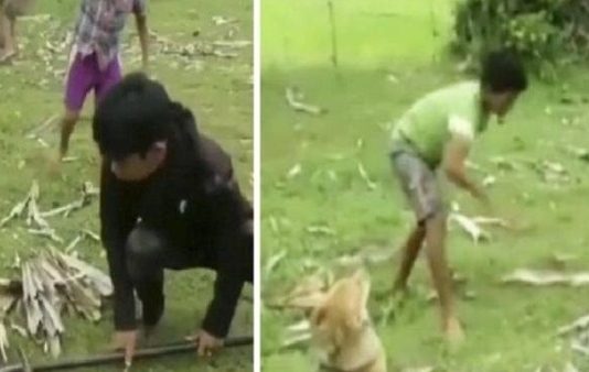 நாயை சுற்றி வளைத்த மலைப்பாம்பு… துணிச்சலுடன் போராடி உயிரை காப்பாற்றிய 3 சிறுவர்கள் : வைரல் வீடியோ!!