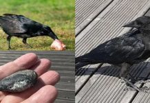 காகத்திற்கு கேக் விருந்து : பதிலுக்கு காகம் செய்த வினோத செயல்!!