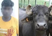 எருமைக்கு பாலியல் தொந்தரவு கொடுத்த இளைஞருக்கு பொதுமக்களால் நேர்ந்த விபரீதம்!!