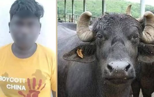 எருமைக்கு பாலியல் தொந்தரவு கொடுத்த இளைஞருக்கு பொதுமக்களால் நேர்ந்த விபரீதம்!!