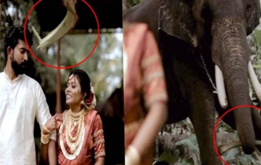 க்யூட்டா போஸ் கொடுத்துட்டு இருந்த புதுமண ஜோடி… திடீர்ன்னு பின்னாடி நின்ன யானை செஞ்ச காரியம் : அதிர்ந்து போன திருமண ஜோடி!!