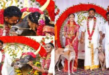 தங்கையின் திருமணத்திற்கு வித்தியாசமாக சீதனம் கொடுத்து அசத்திய அண்ணன் : அப்படி என்ன கொடுத்தார் தெரியுமா?