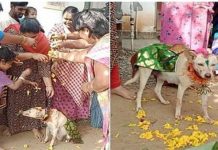 செல்ல நாய்க்கு வளைகாப்பு.. 9 வகையான சாப்பாடுடன் விருந்து : மொய்ப்பணம் வைத்து வாழ்த்திய உறவினர்கள்!!