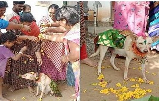 செல்ல நாய்க்கு வளைகாப்பு.. 9 வகையான சாப்பாடுடன் விருந்து : மொய்ப்பணம் வைத்து வாழ்த்திய உறவினர்கள்!!