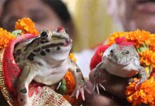 தவளைக்கும் தவளைக்கும் கல்யாணம்… எதுக்கு தெரியுமா?