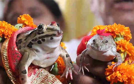தவளைக்கும் தவளைக்கும் கல்யாணம்… எதுக்கு தெரியுமா?