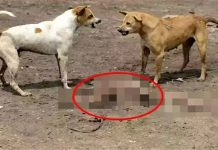 பச்சிளங் குழந்தையை தெருவில் வீசிச் சென்ற தாய்.. கடித்துக் குதறிய நாய்கள் : நெஞ்சை உலுக்கும் சம்பவம்!!