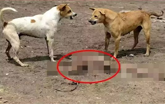 பச்சிளங் குழந்தையை தெருவில் வீசிச் சென்ற தாய்.. கடித்துக் குதறிய நாய்கள் : நெஞ்சை உலுக்கும் சம்பவம்!!