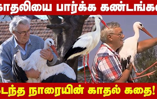 மனிதர்களை பொறாமைப்பட வைத்த நாரைகளின் காதல் கதை!!