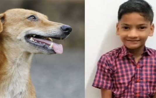 தெரு நாய்களால் பரிதாபமாக உயிரிழந்த 11 வயதுச் சிறுவன் : எச்சரிக்கை செய்தி!!