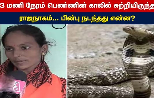 3 மணி நேரம் பெண்ணின் காலில் சுற்றியிருந்த ராஜநாகம்… பின்பு நடந்தது என்ன?