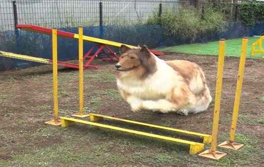 16,000 டொலர்கள் செலவு செய்து நாய் போல் மாறிய மனிதருக்கு கிடைத்துள்ள ஏமாற்றம்!!