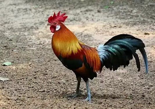 ’சேவல் கூவுவதால் தூக்கமே கெட்டுப்போச்சு’ பரபரப்பு புகார் கொடுத்த முதியவர்!!