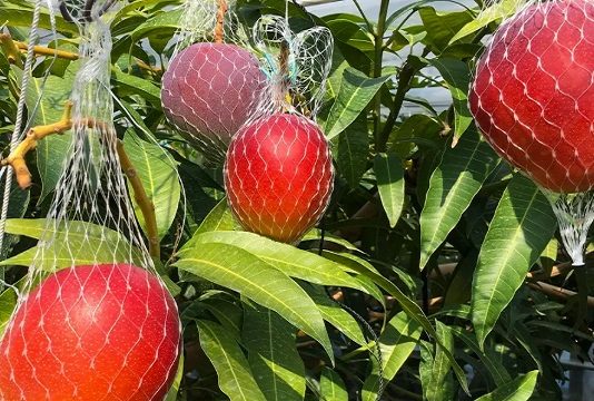 இந்தியாவின் ஒரு மாநிலத்தில் மட்டும் விளையும் அதிசய மாம்பழம்.. விலை எவ்வளவு தெரியுமா?